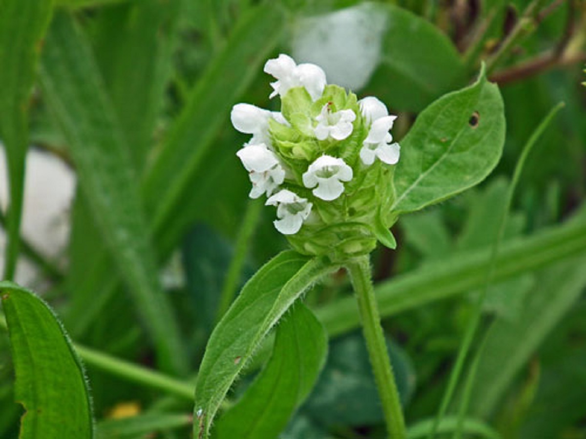 Prunella vulgaris f. alba (Lamiaceae)